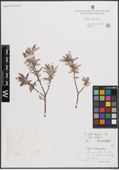 Foto von Salix eleagnos subsp. eleagnos Scop.